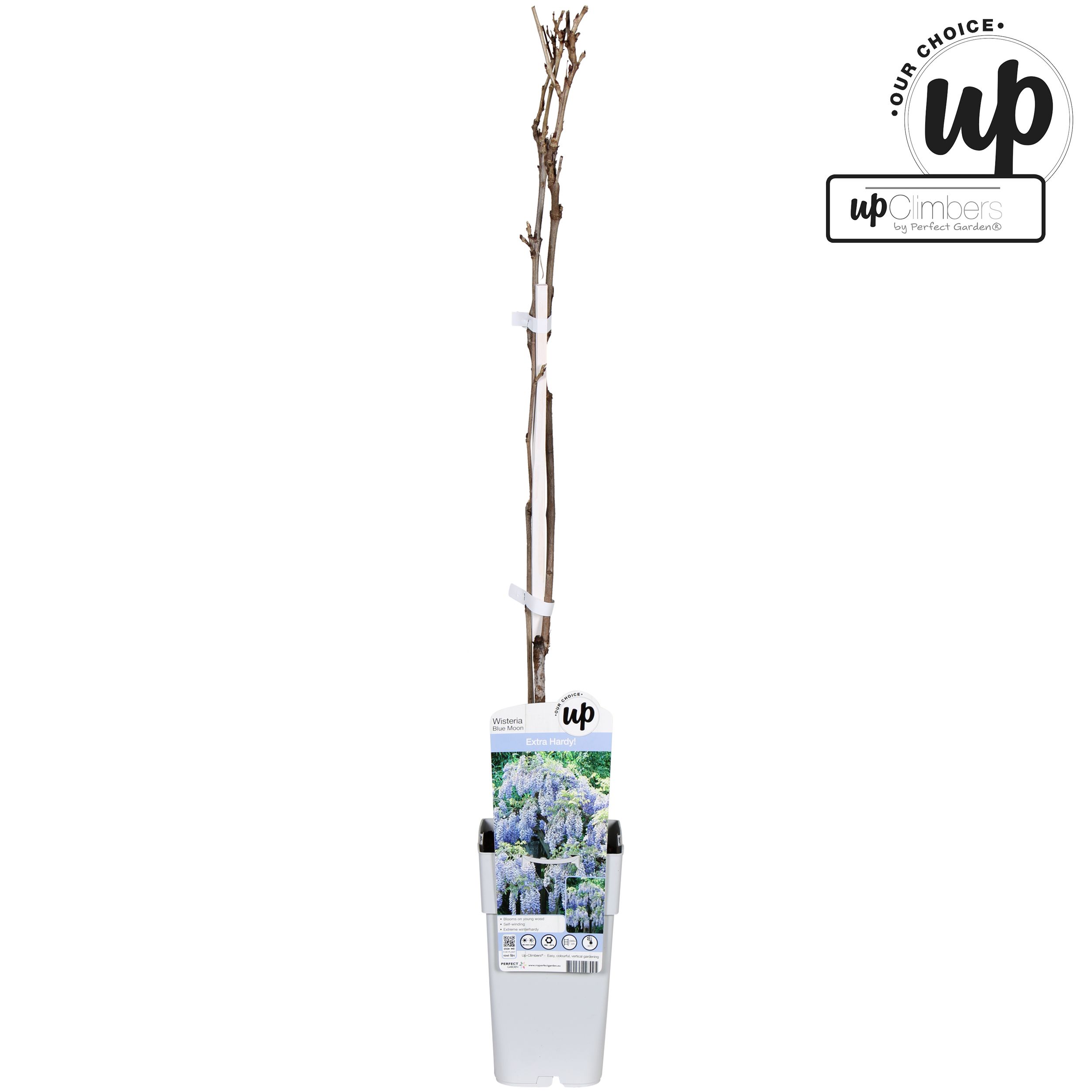 Wisteria macrostachya Blue Moon P15, D 15 cm