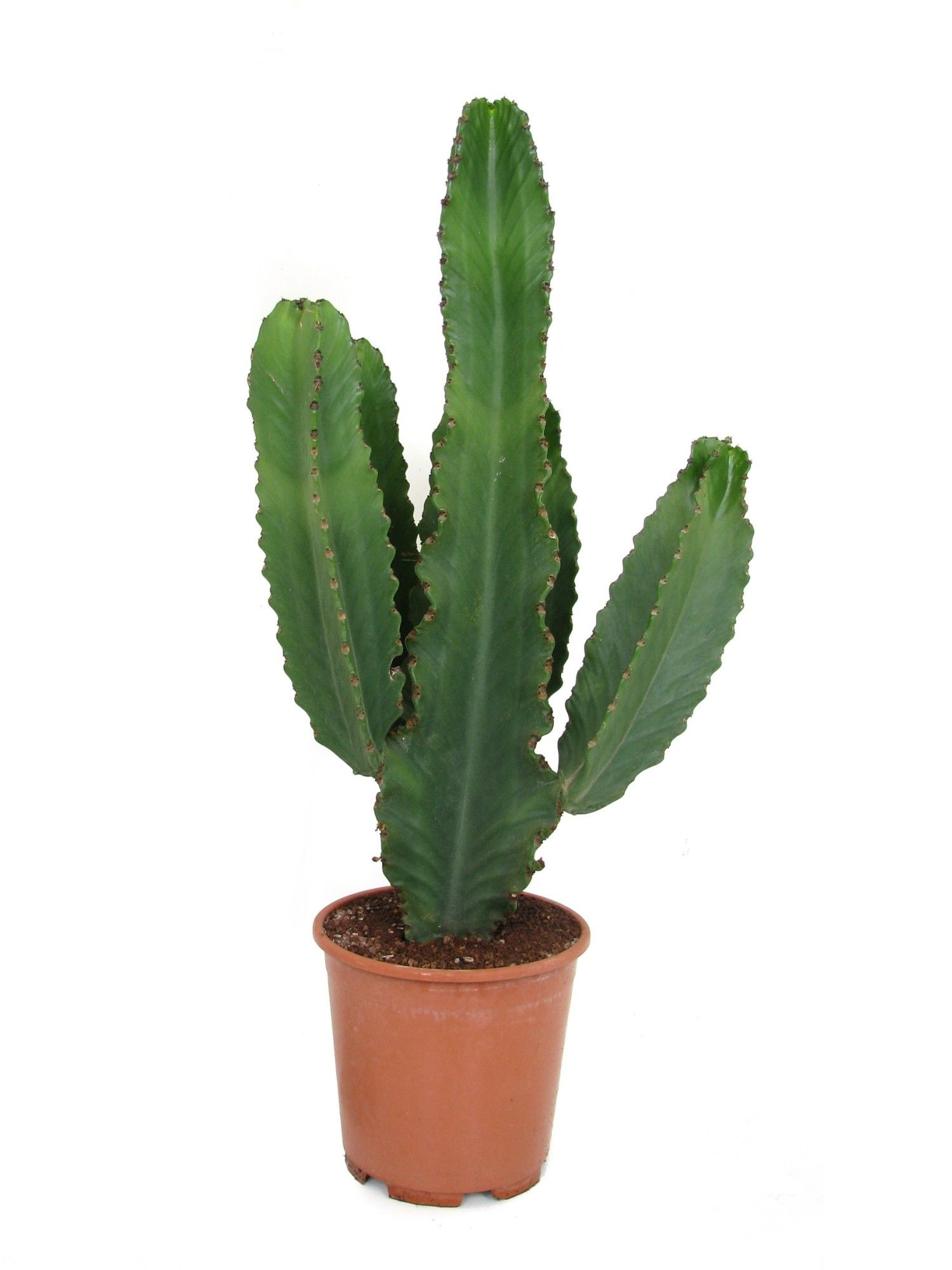 Euphorbia ingens canarias 24 cm, D 24