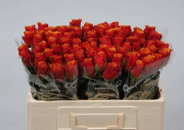 Роза од. Испания 50, шт.