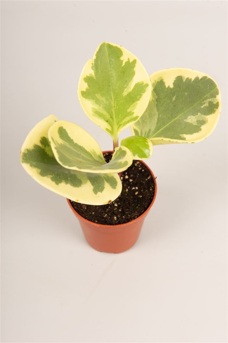 Peperomia obt. U. S. A., D 5,5