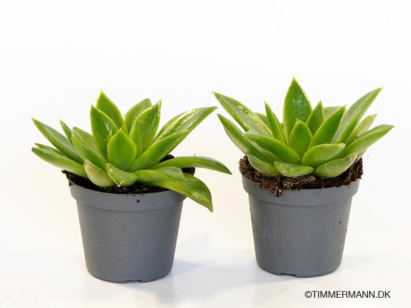 ECHEVERIA-HYBRID Agavoides, D 6 cm