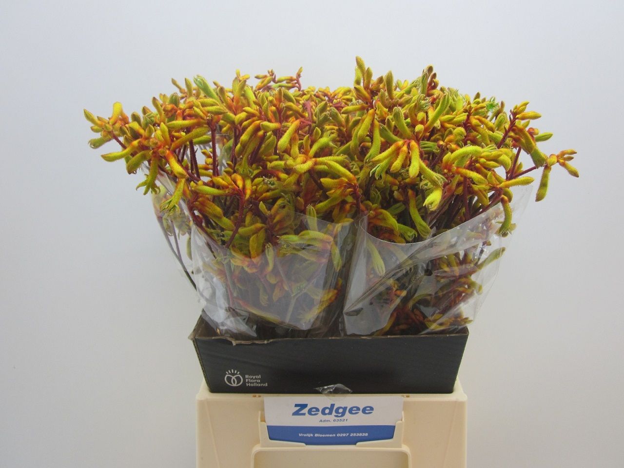 Анигозантус Оранж Вельвет 50 (оранж.), шт.