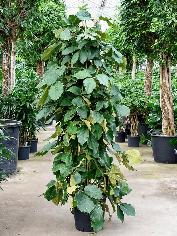 Tetrastigma voinierianum, D 38