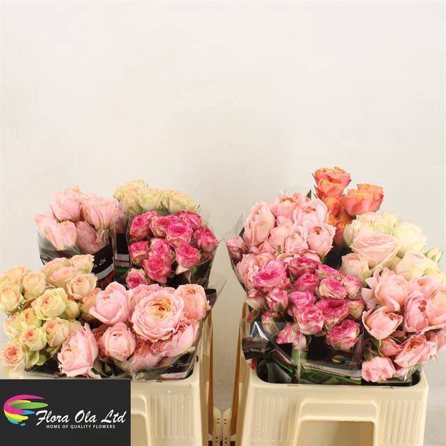 Роза куст. Микс в баке 50, шт.