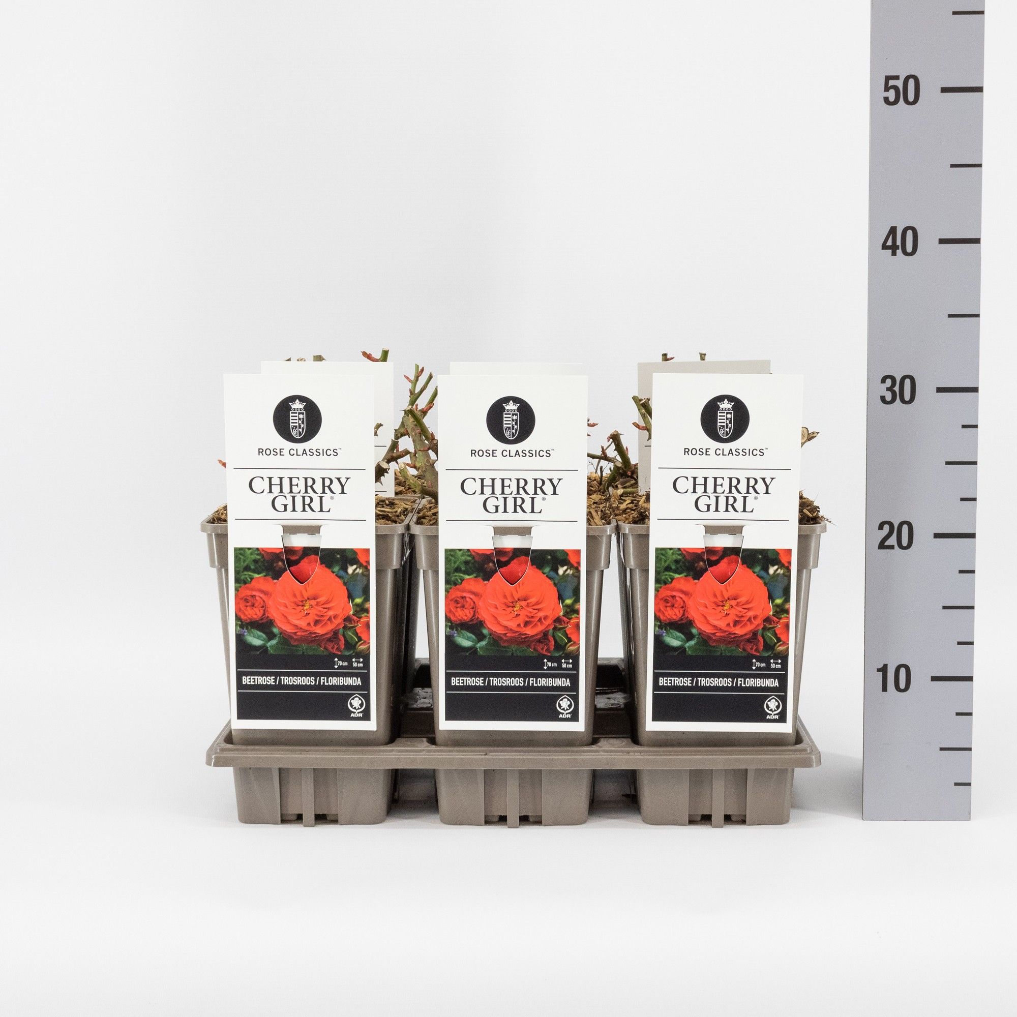 Rosa (F) Cherry Girl ®, C3, D 17