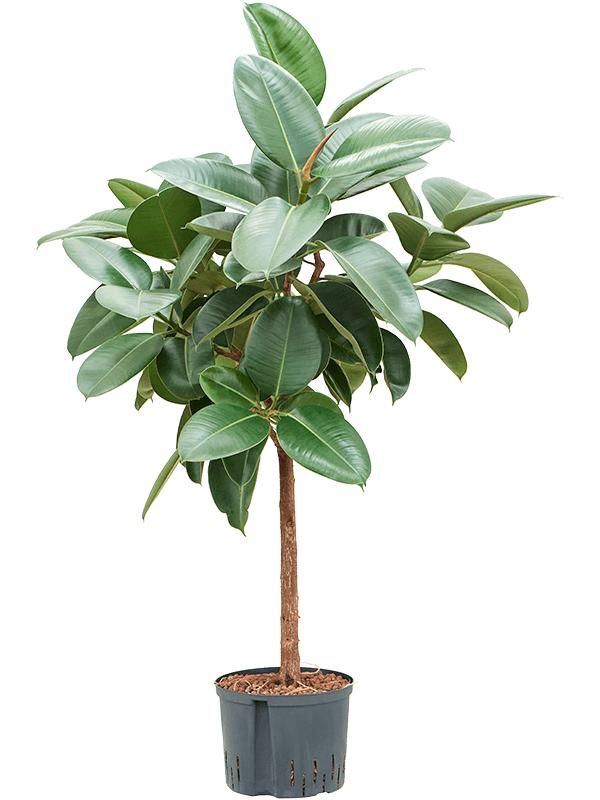 Ficus elastica 'Robusta', D 25 cm