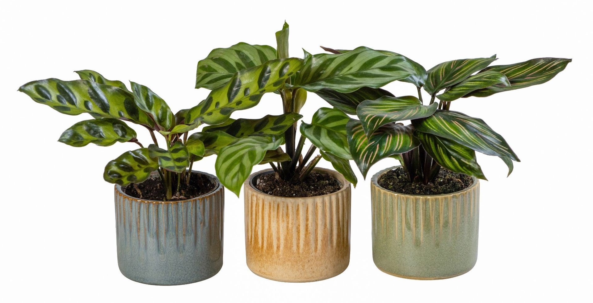 L 66029 With Calathea Mix 6 cm, D 6