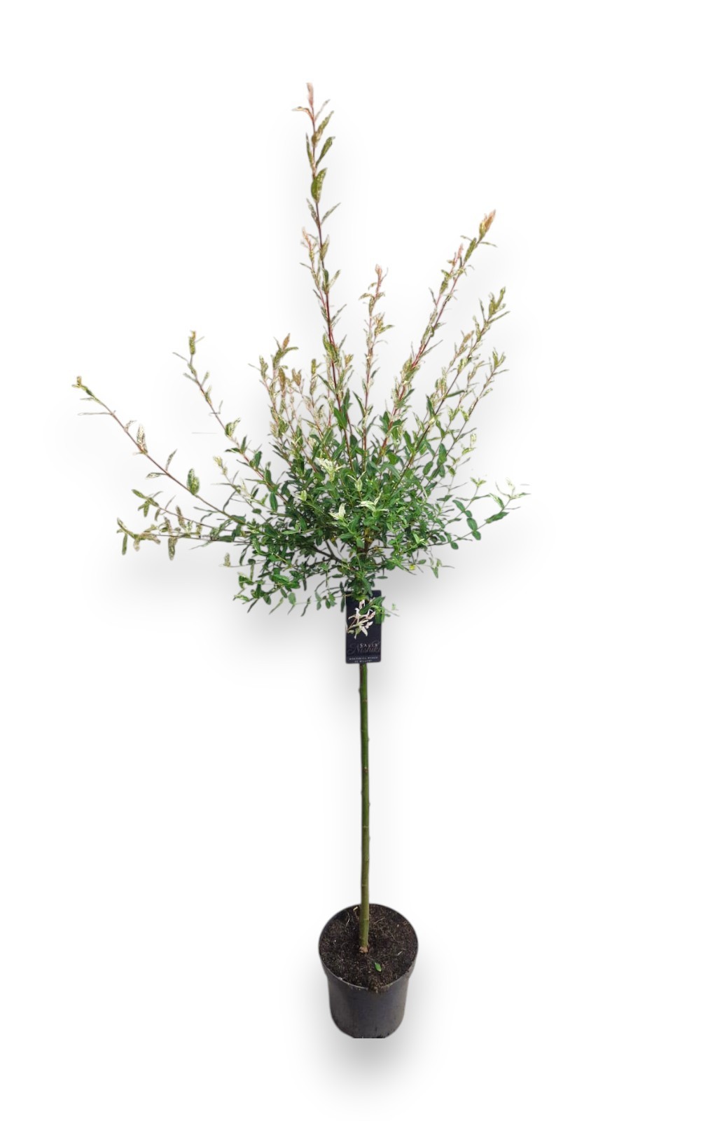 Salix integra 'Hakuro Nishiki' 80cm stam C5/P23, D 23 cm