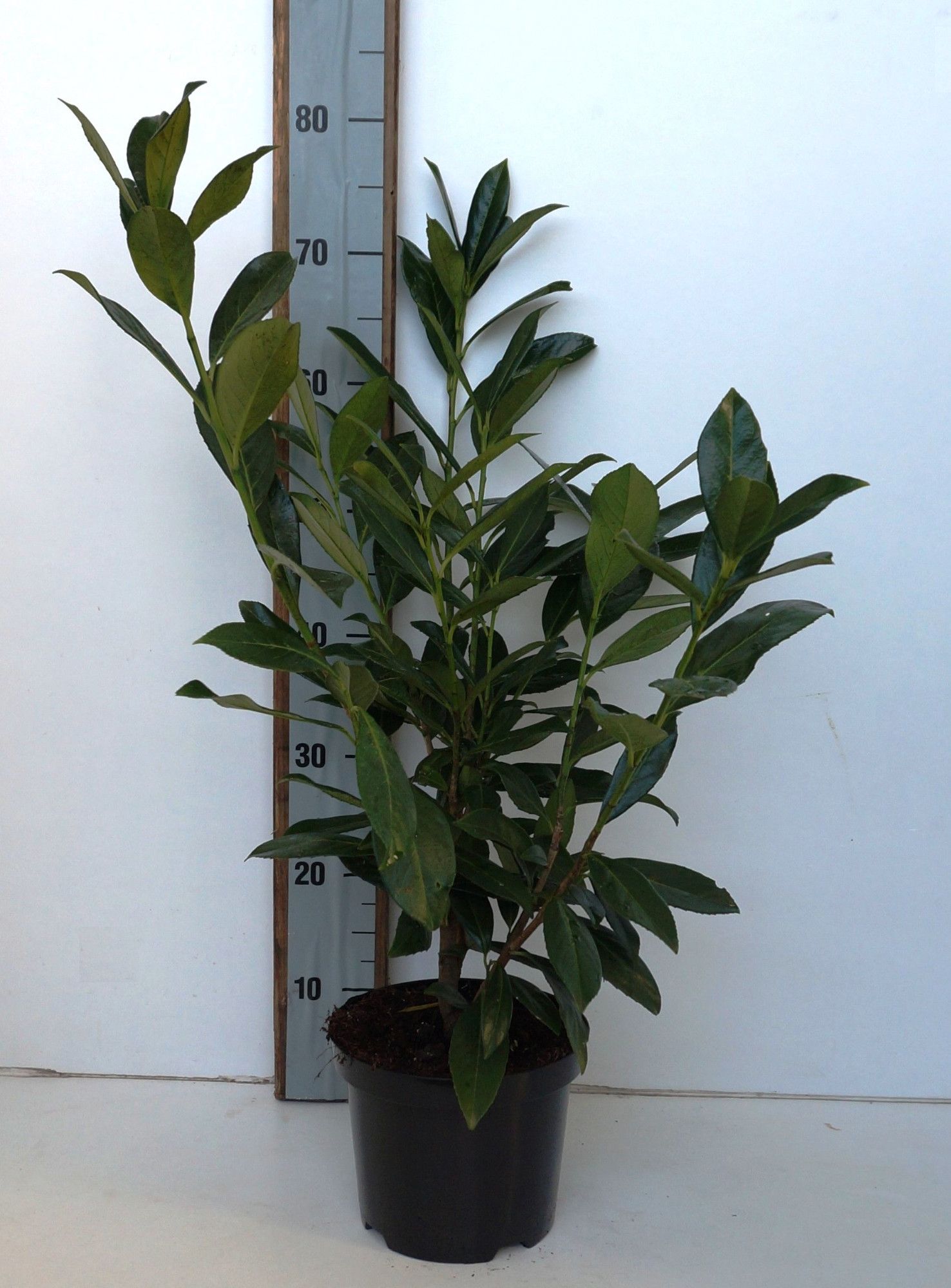 Prunus laurocerasus 'Caucasica', D 19