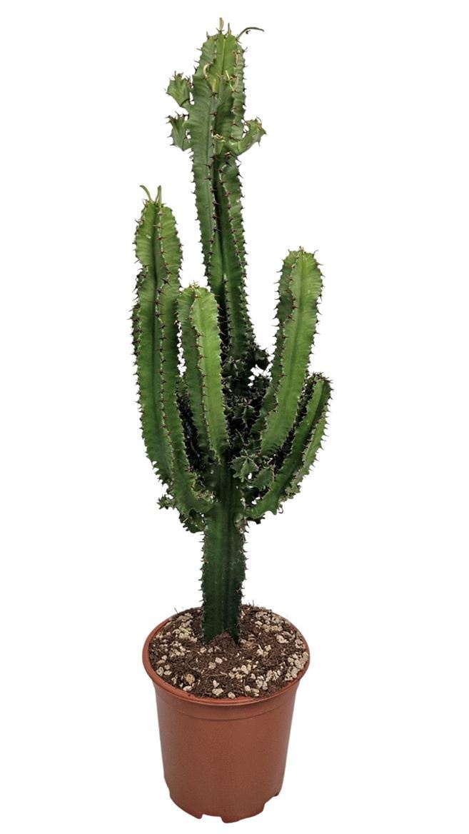 Euphorbia Eritrea - 540, D 19 cm