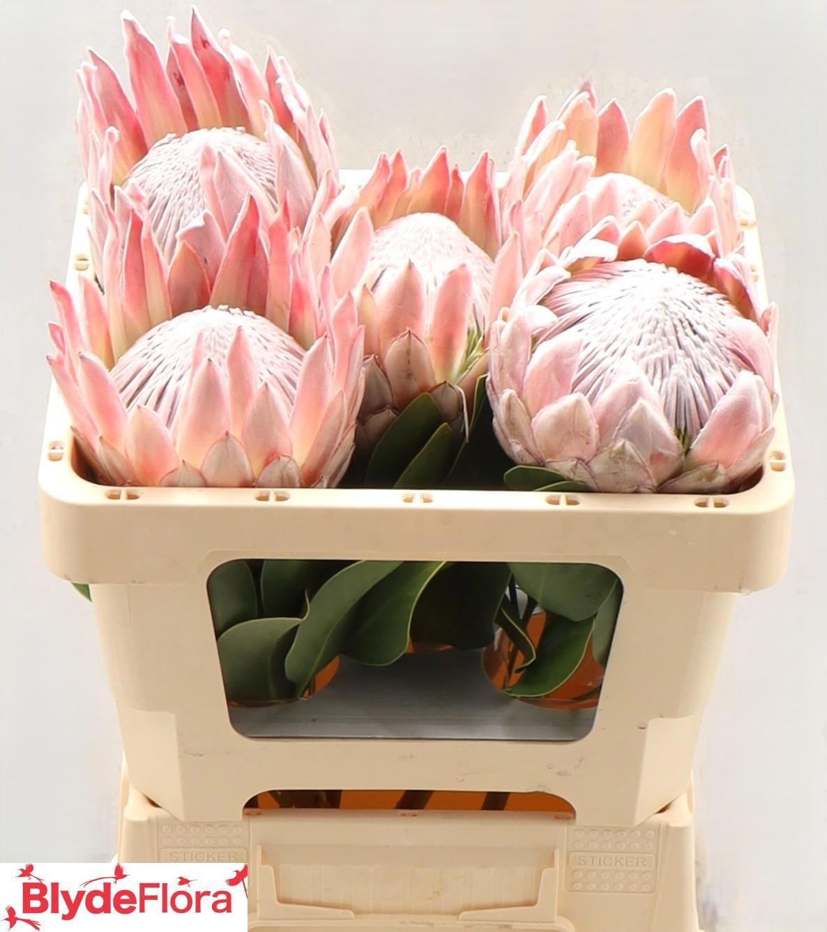 Протея Цинароидес 50, шт.