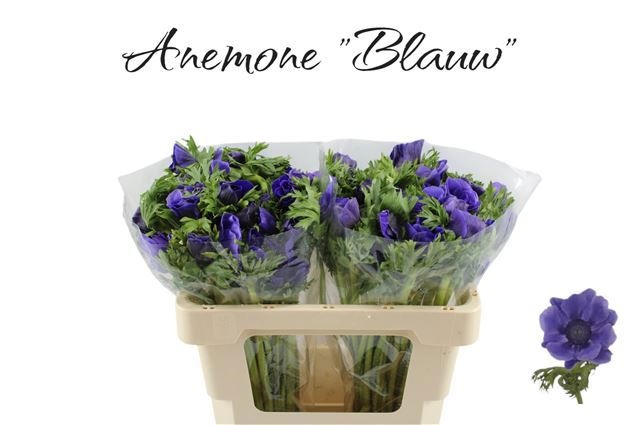 Анемон Галил Блю 50 (син.), шт.