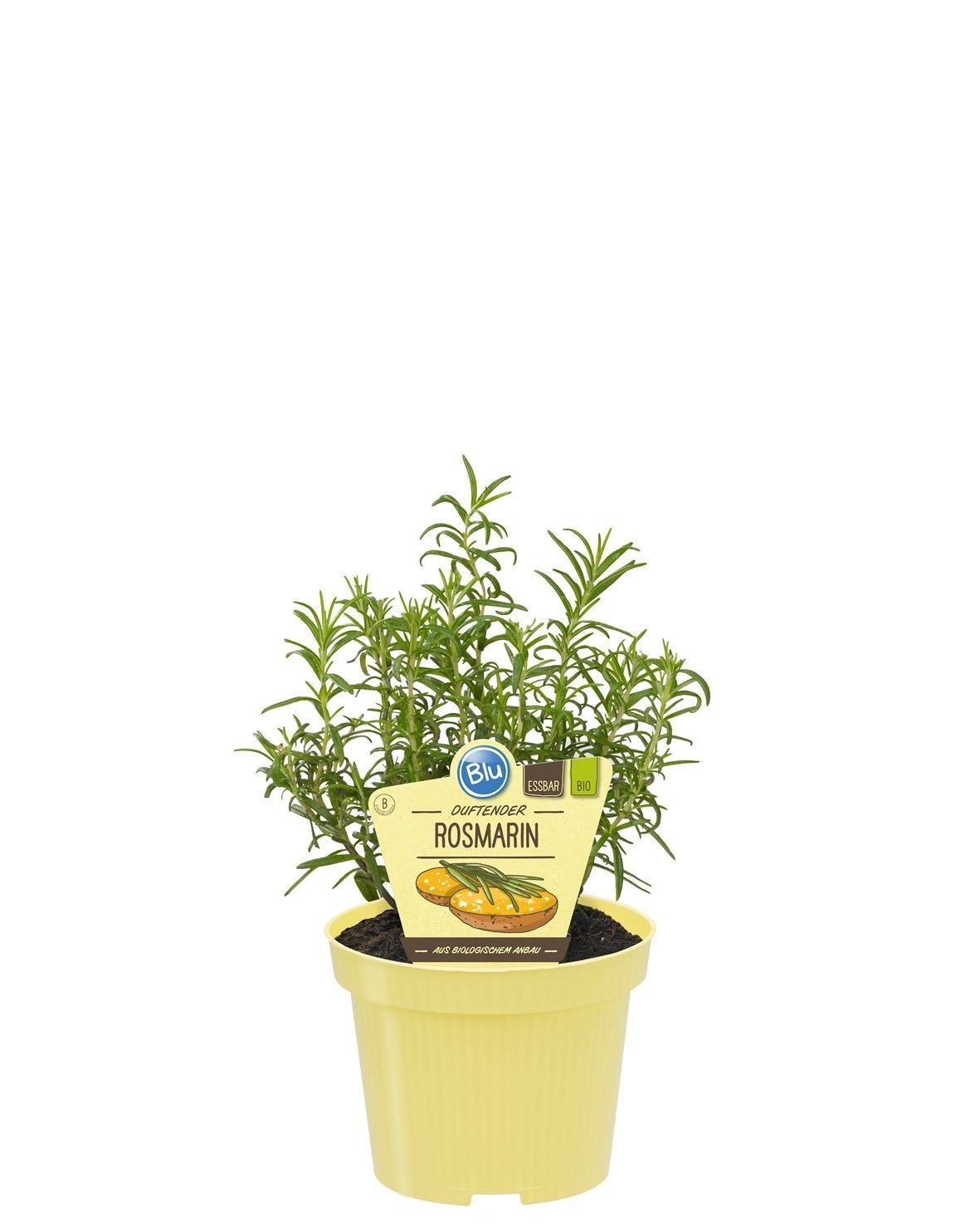 Rosmarinus officinalis, D 12