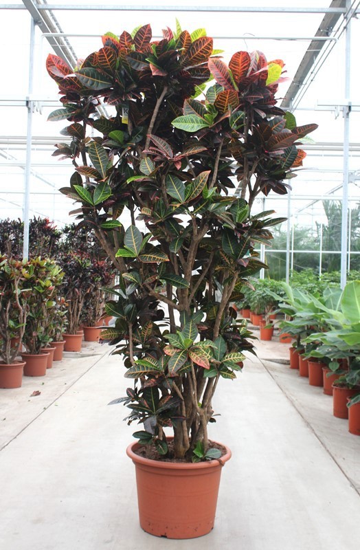 Codiaeum Petra (Croton Petra), D 55