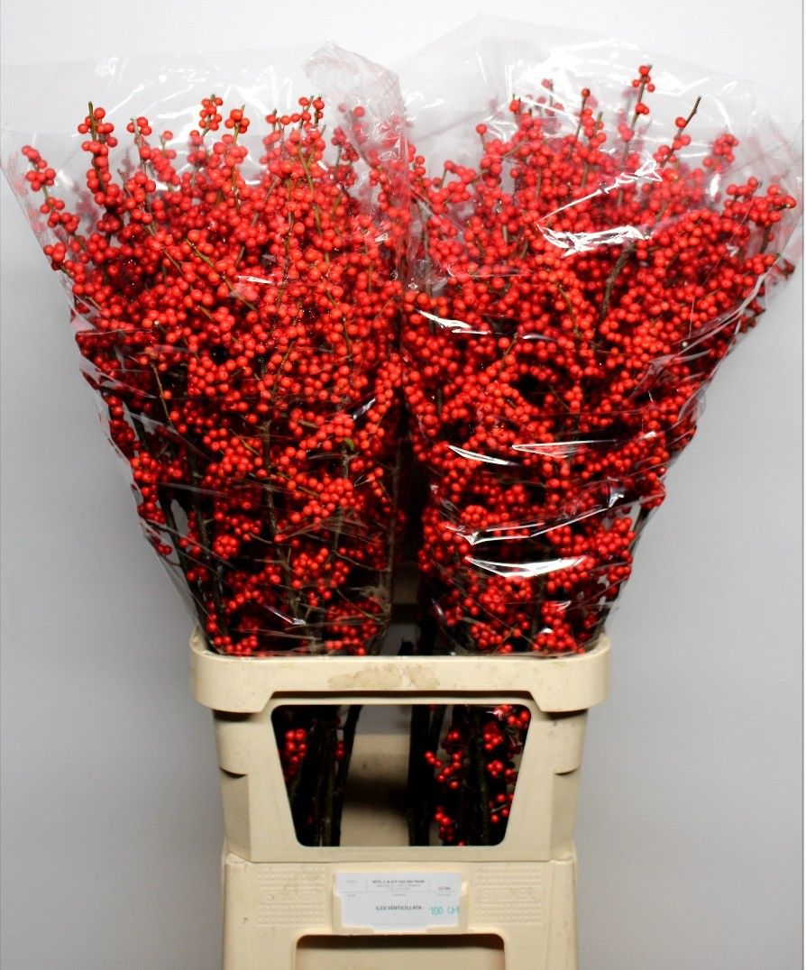 Илекс Красные ягоды 100, шт.