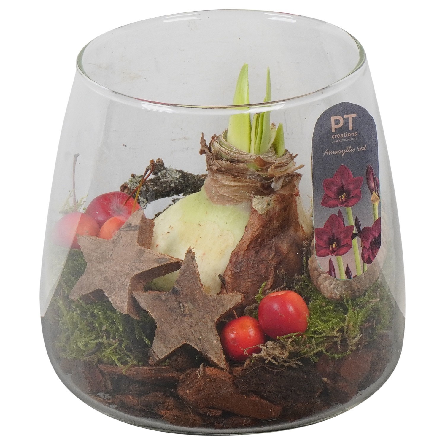 PTACH2414 Arrangement Amaryllis Christmas in glazen vaas, D 14