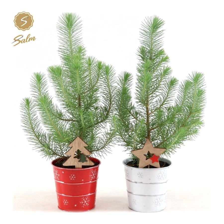 Pinus pinea 'Silver Crest' P10,5 in Zinc X-mas Duo + Deco - Tree/Star, D 11 cm