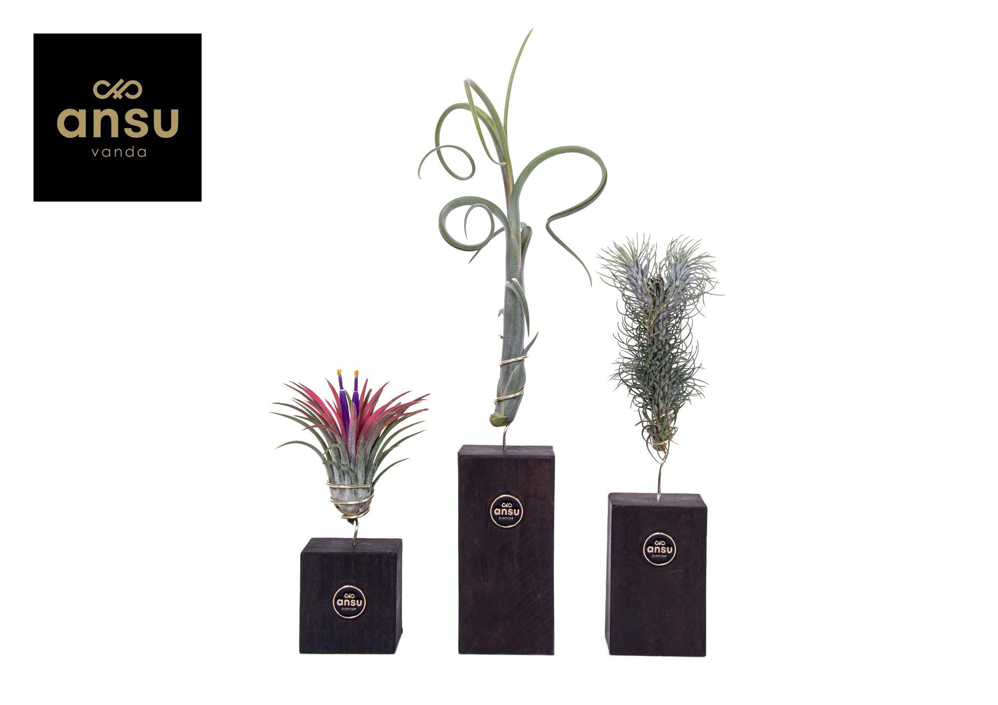 Tillandsia Burnt Wood Trio, D 10