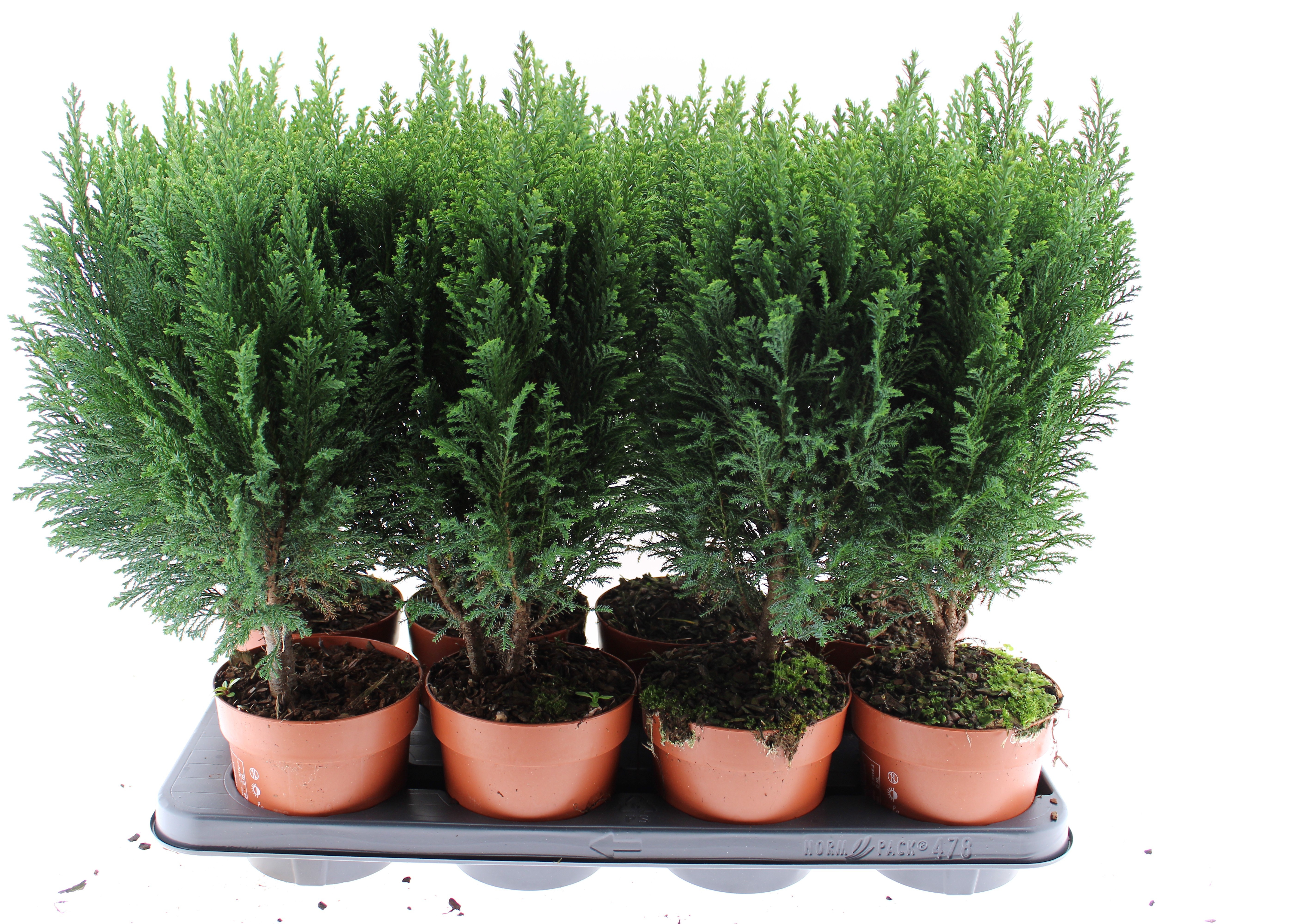 chamaecyparis laws Ellwoodii, D 13