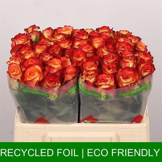 Роза од. Фаефокс 35, шт.