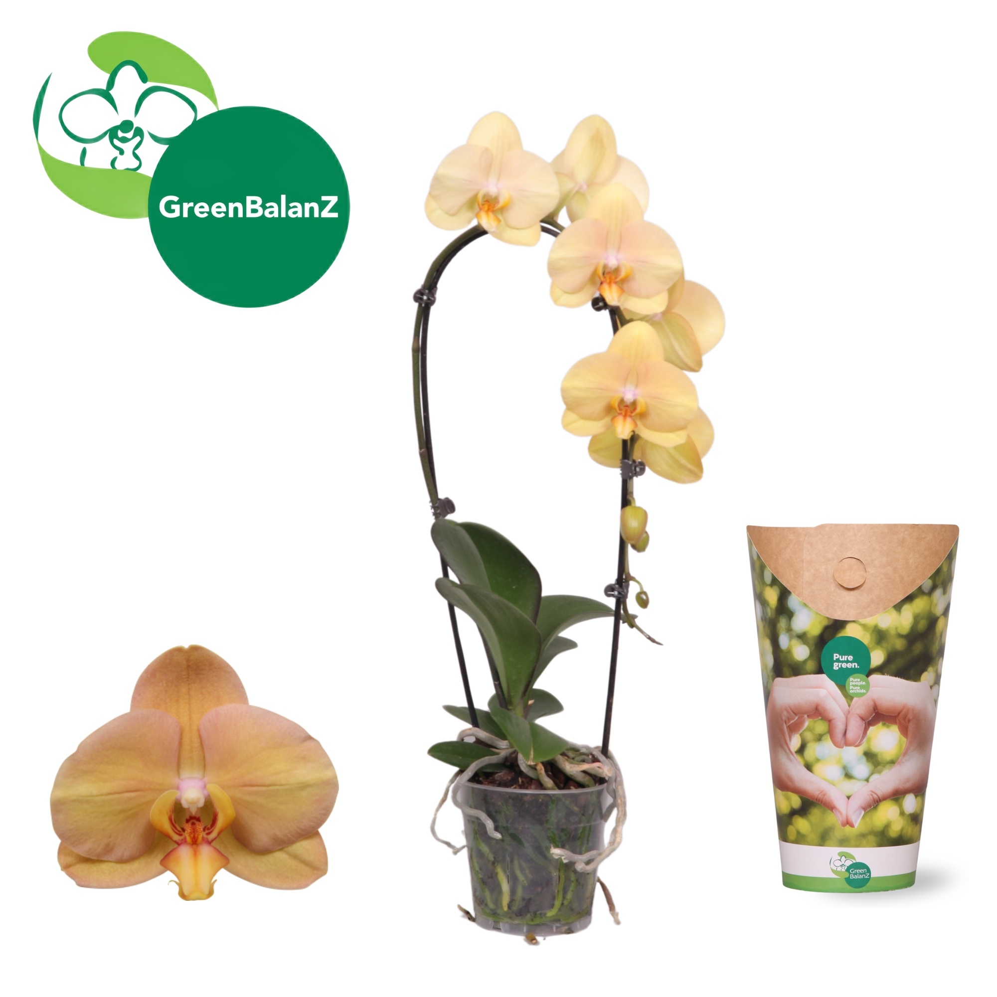 ShapeZ - CascadeZ African Sunset 1 tak in potcover, D 12