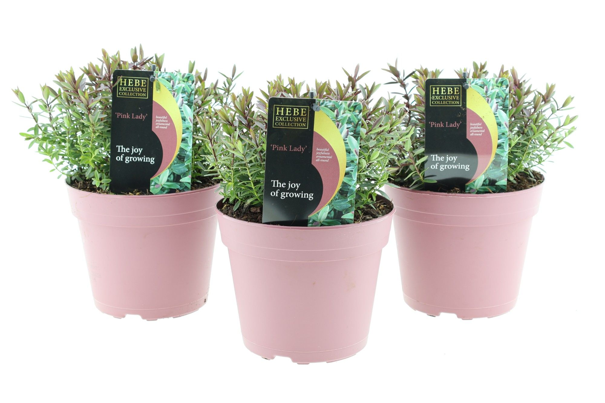 Hebe Pink Lady, D 17