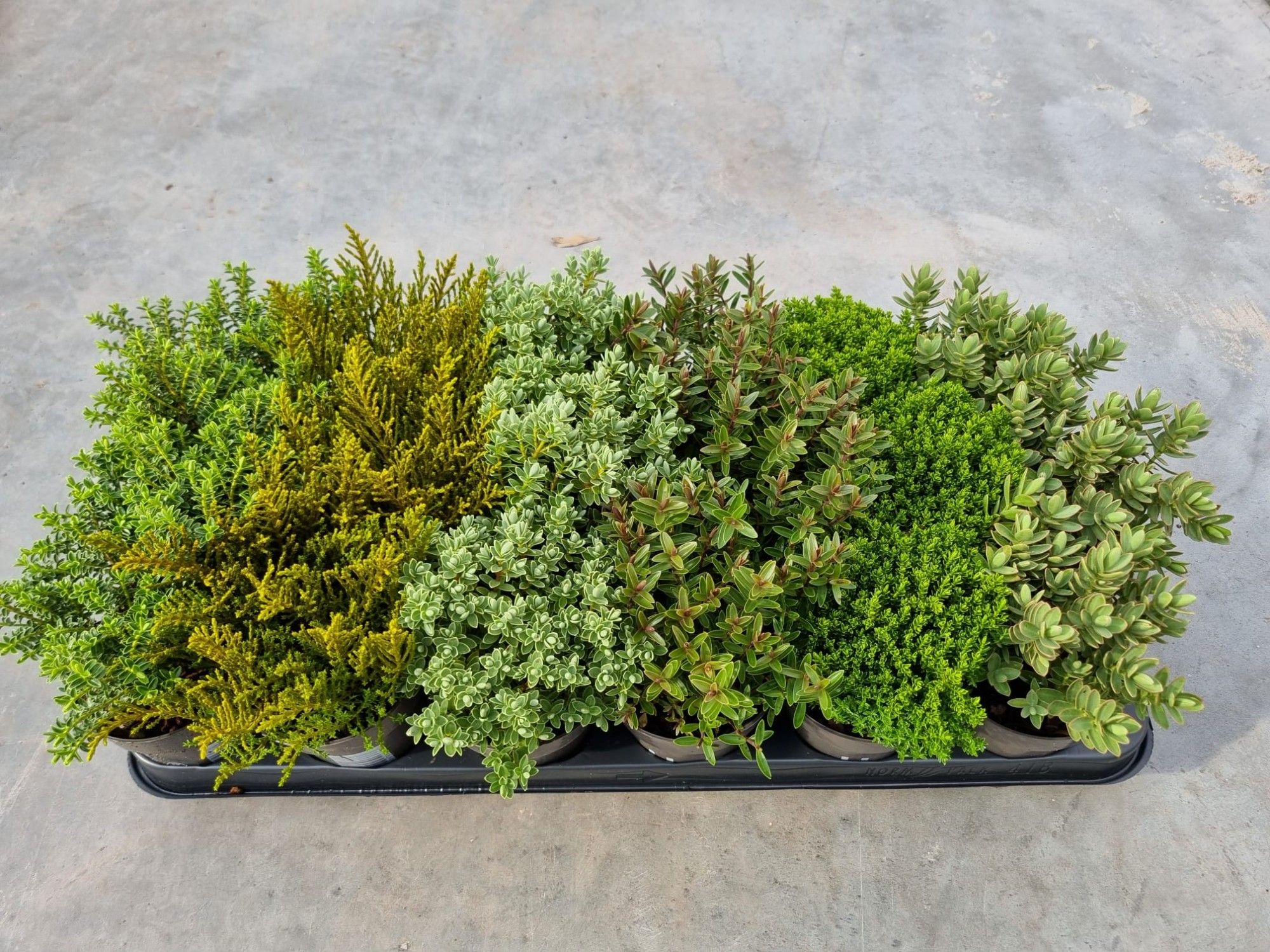 Hebe mix 18 vaks, D 9