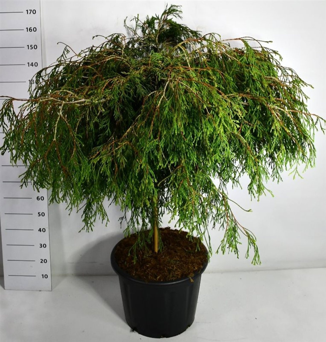 Thuja pl. 'Kager's Beauty', D 54