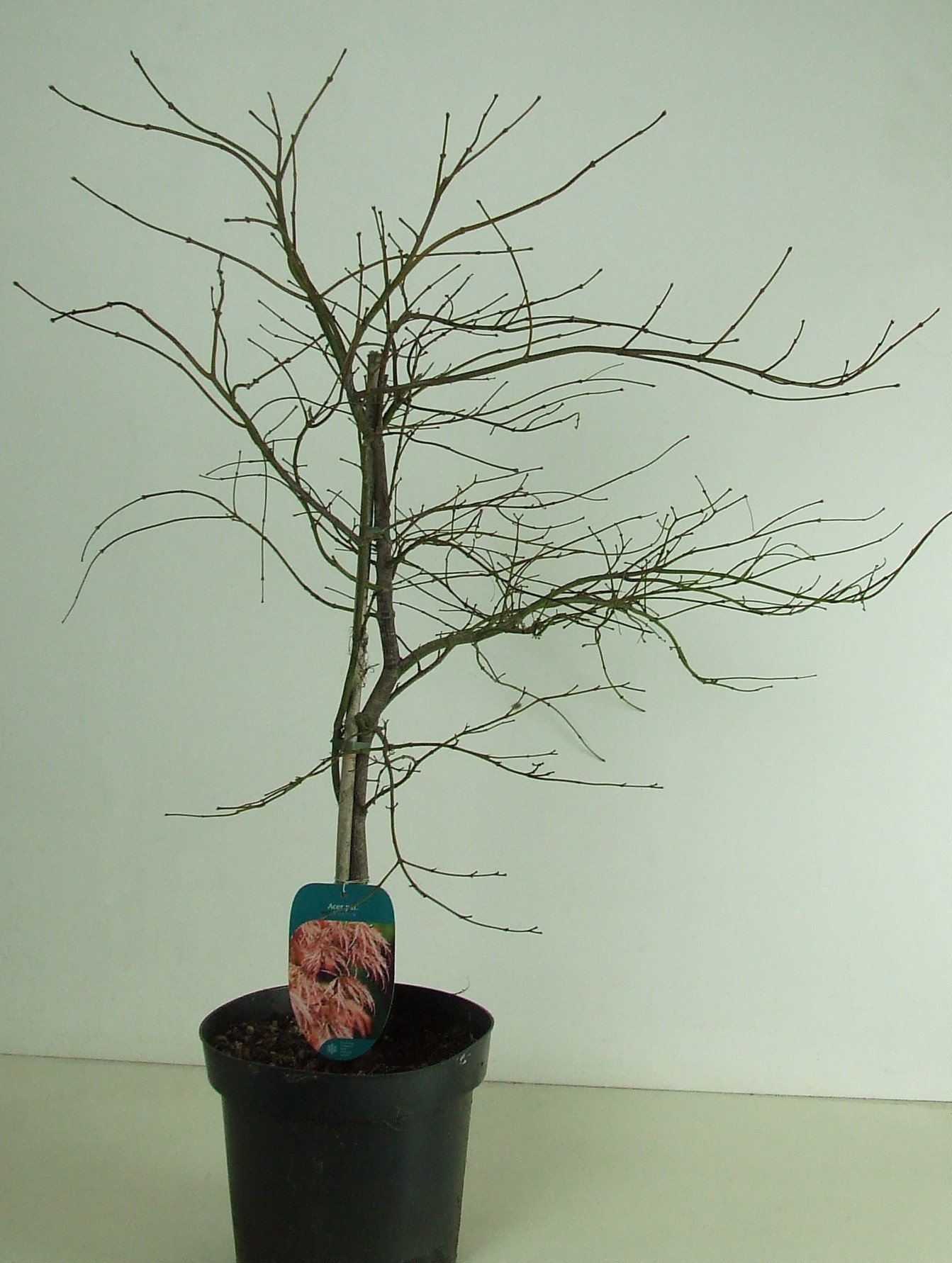 Acer palmatum 'Ornatum' P26, D 26