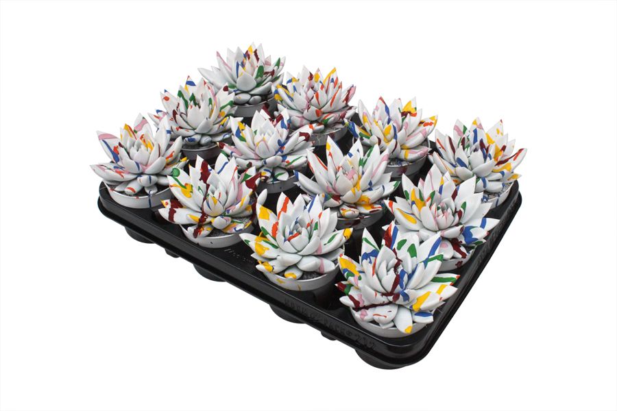 Miranda coloured Splash white, D 8,5 cm