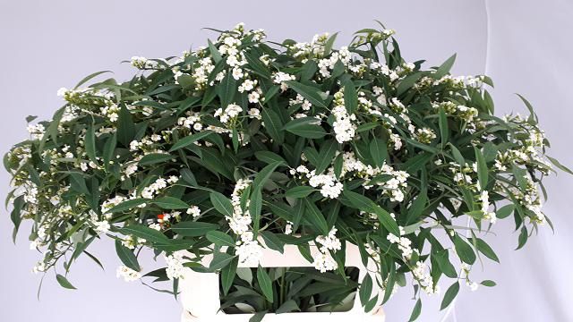 Эуфорбия куст. Квиксильвер 80, шт.