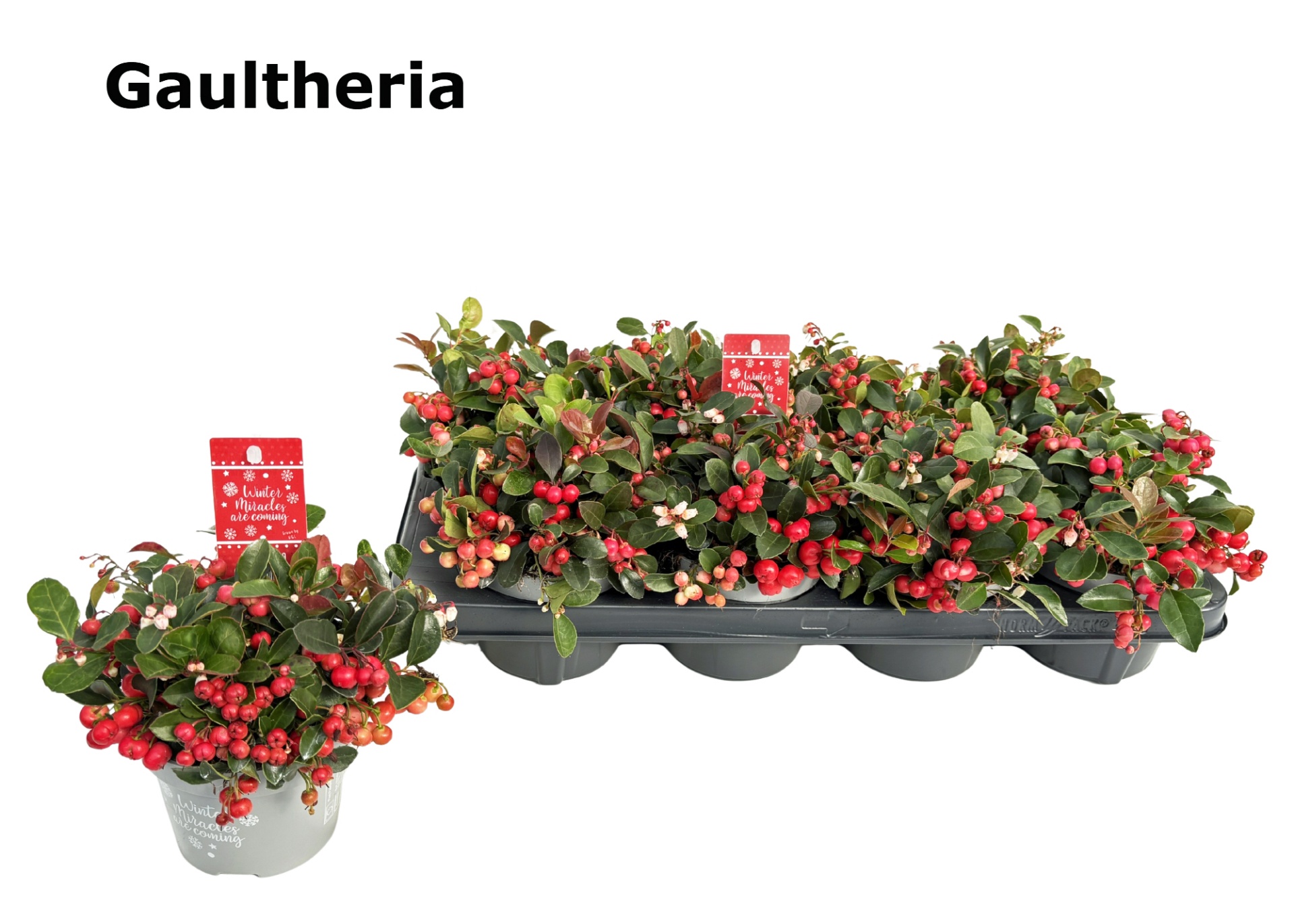 Gaultheria CIAO BELLA RED 12 cm, D 12