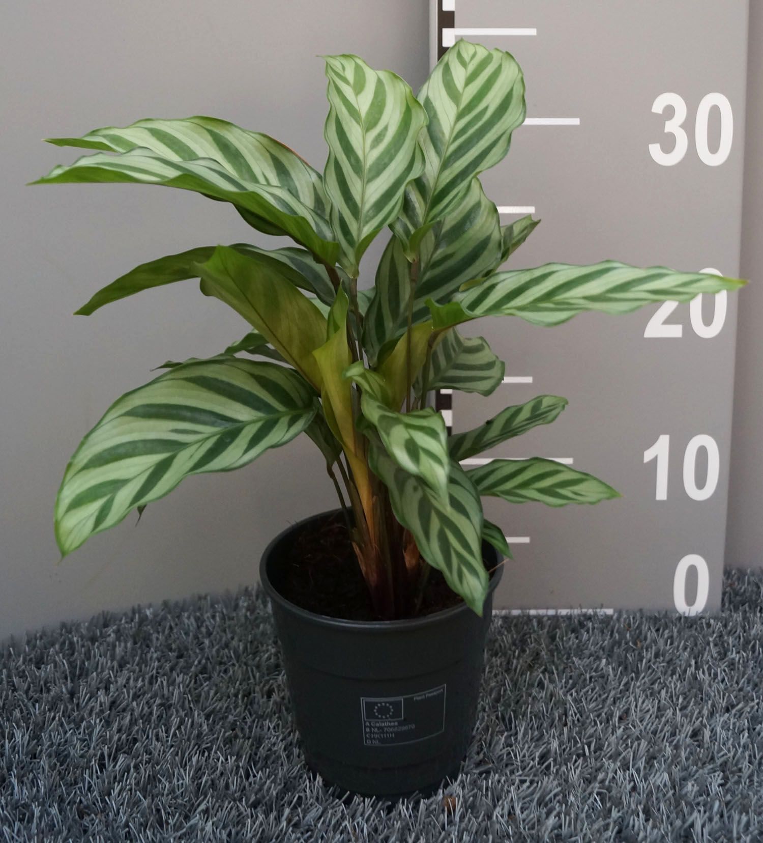 Calathea freddie, D 12 cm