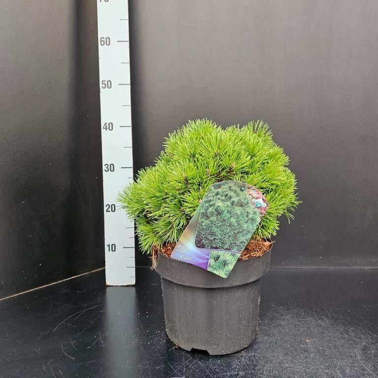 Pinus mugo Allgau, D 23