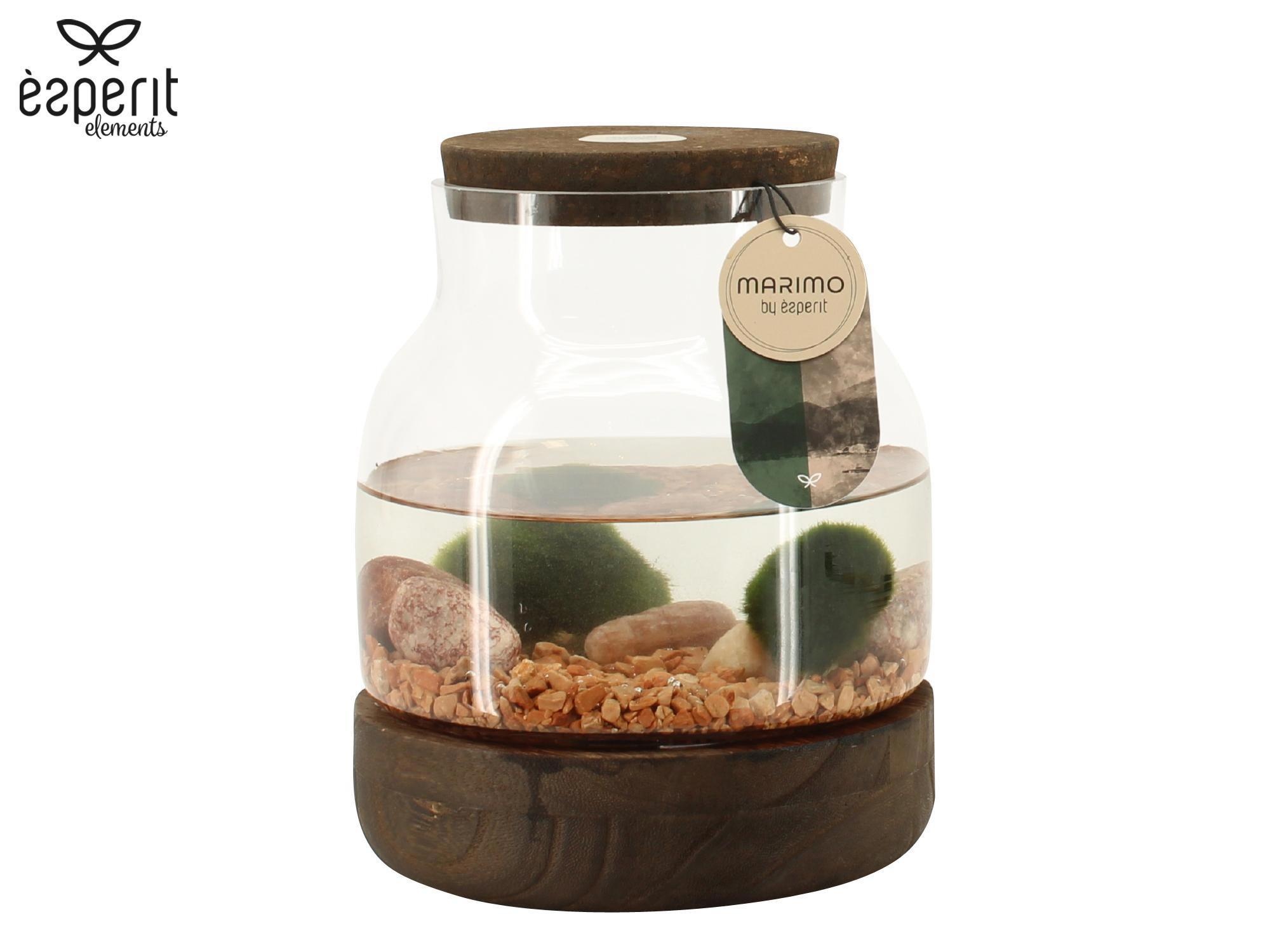 90883: Marimo arrangement, D 17