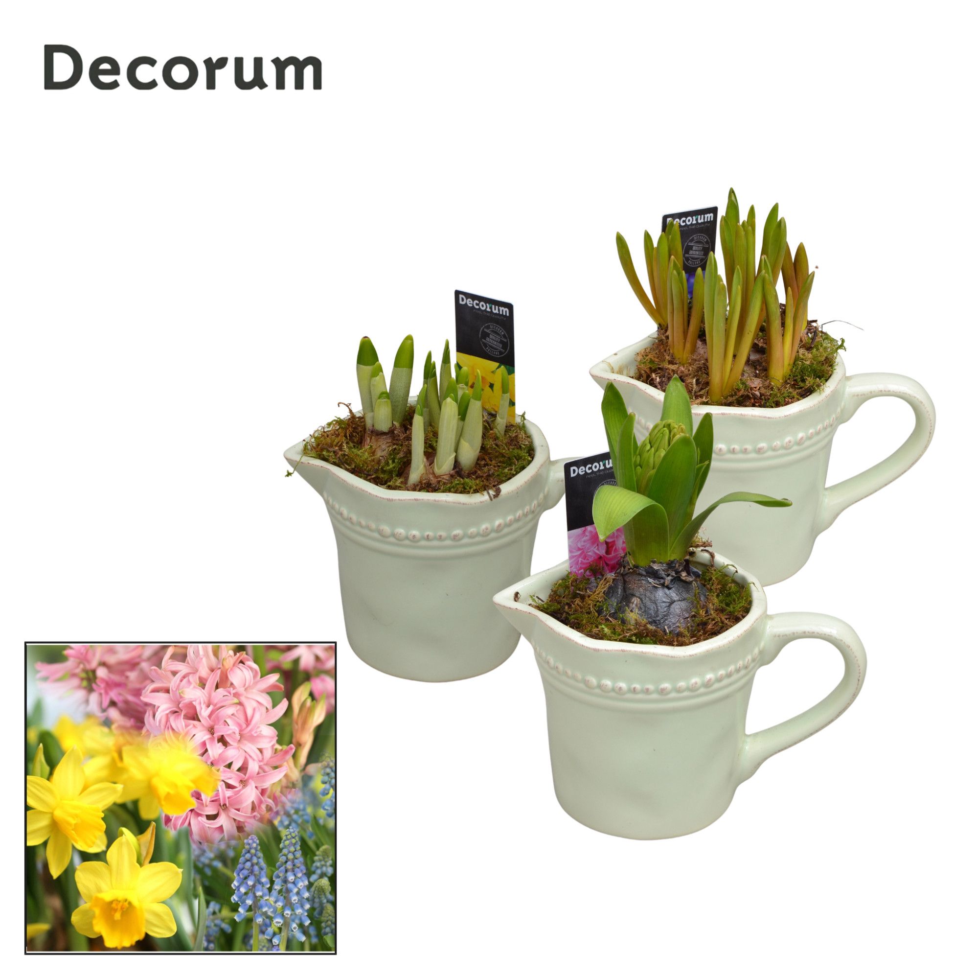 Bollenmix Little Jug HL11333B, D 10