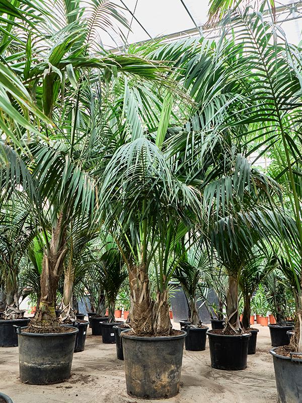 Kentia (Howea) forsteriana, D 60