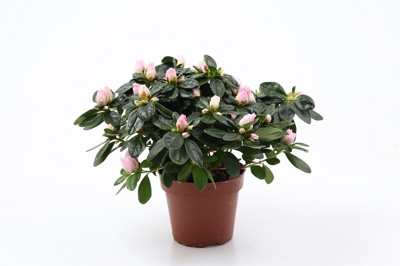 RHODODENDRON SIMSII 'TERRA NOVA', D 12 cm