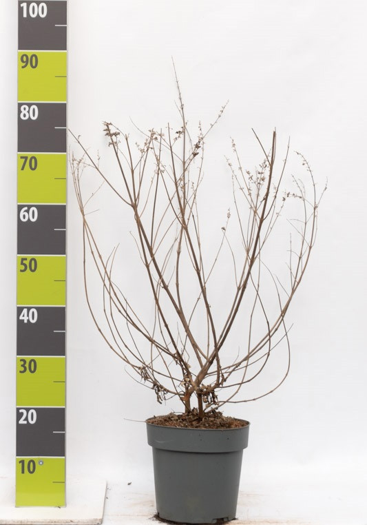 Vitex agnus-castus 'Pink Pinnacle' C 4,6, D 23