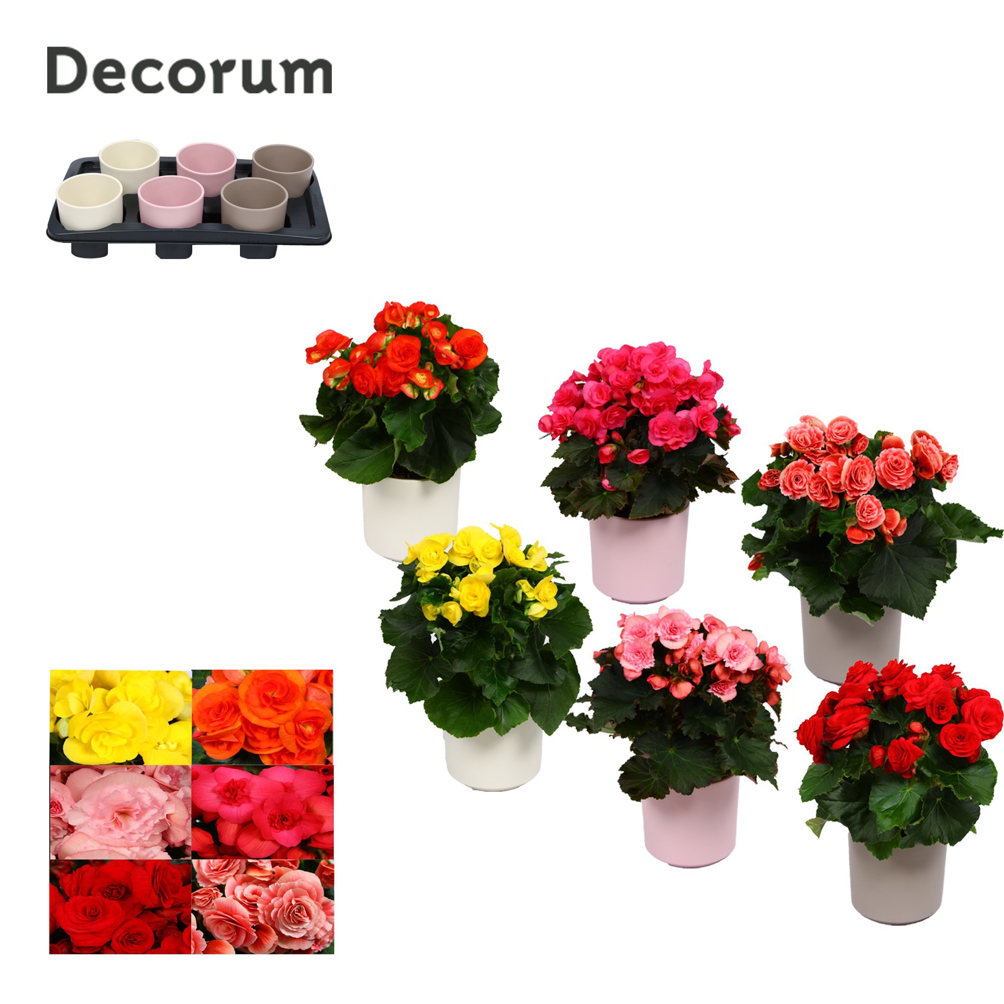 Begonia 13cm mix in keramiek gemengd, D 13