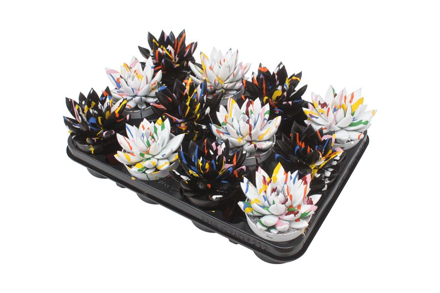 Miranda coloured Splash black & white mix, D 8,5