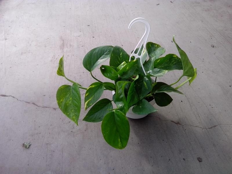 EPIPREMNUM PINNATUM, D 15