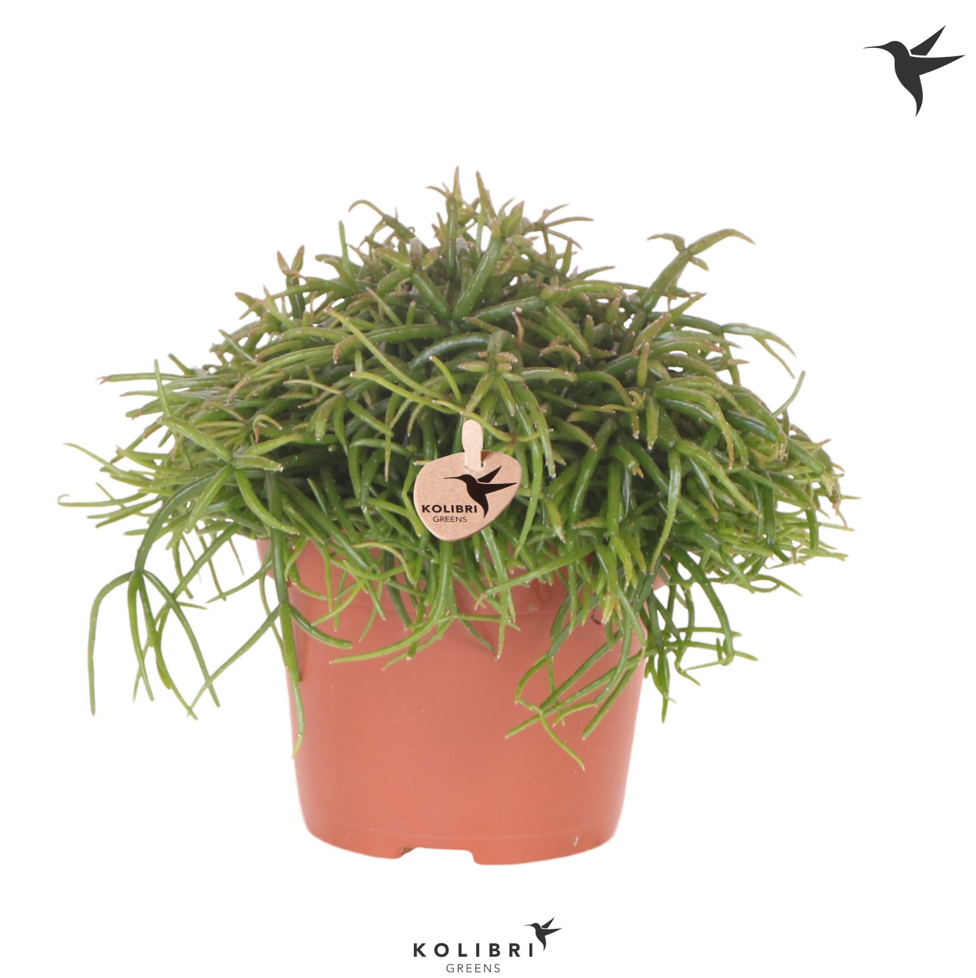 Kolibri Greens Rhipsalis Cassutha Oasis, D 12