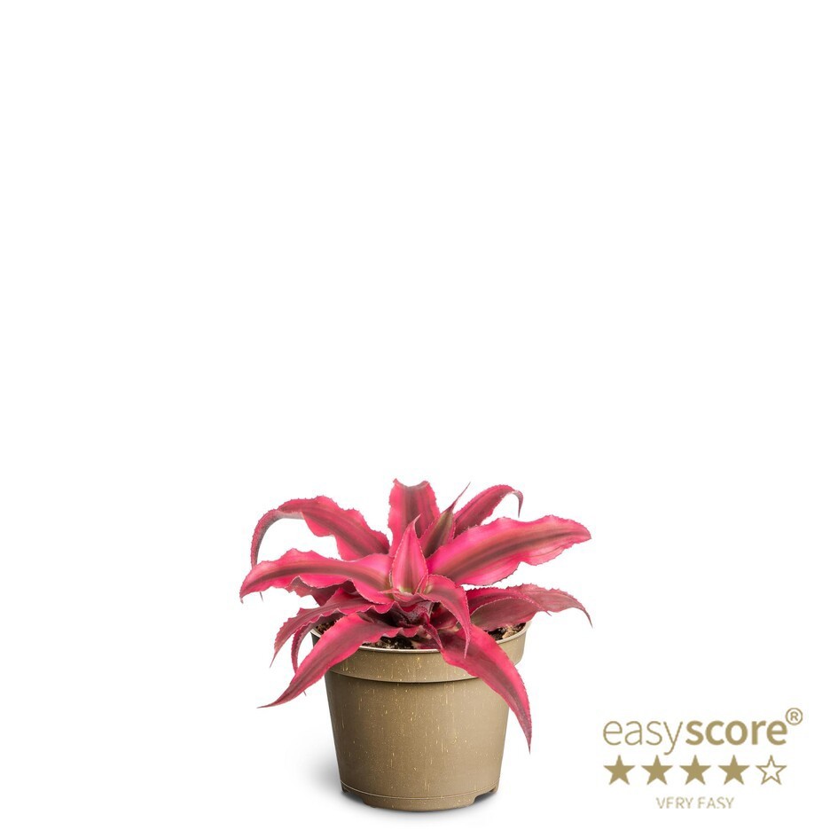 CRYPTANTHUS BIVITTATUS, D 6 cm