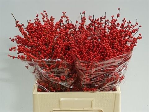 Илекс Красные ягоды 60, шт.