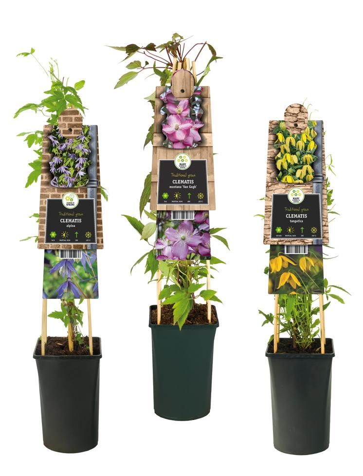 Mixtray Clematis small-flowered varieties +3.0 label, D 17