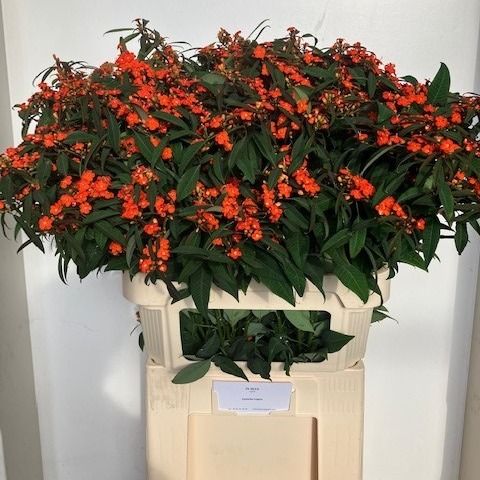 Эуфорбия куст. Квин Оф Оранж 80, шт.