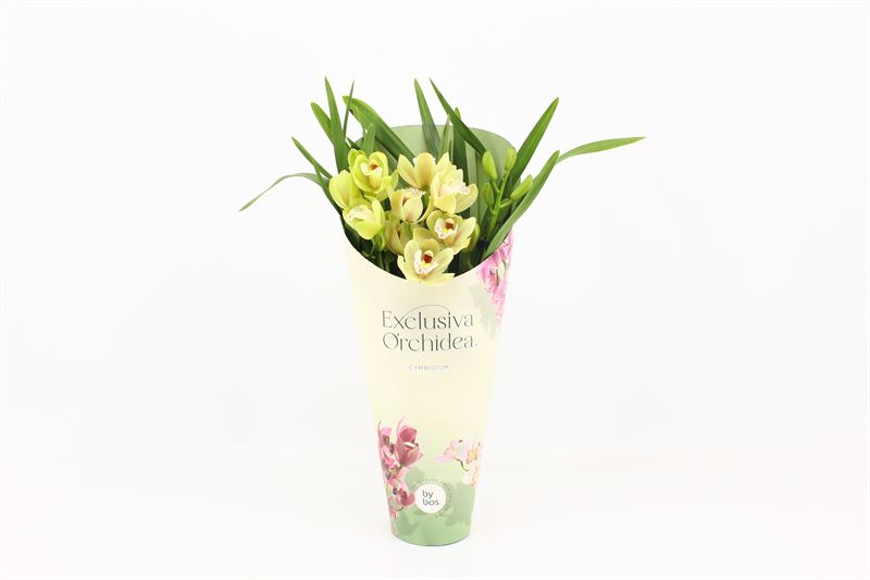 Potcover p12 exclusiva orchidea Cymbidium p12 Wild Anna 3T15+, D 12
