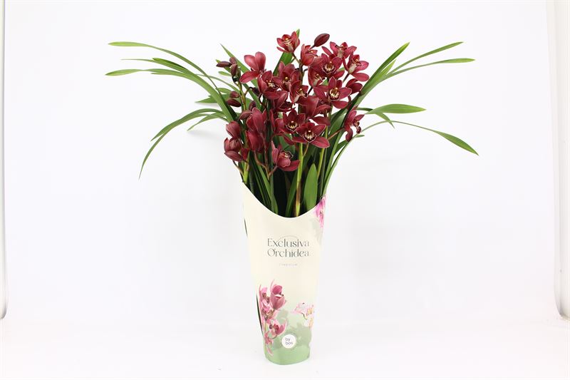 Potcover p14 exclusiva orchidea Cymbidium p14 Red Beauty Roy 4T, D 14 cm
