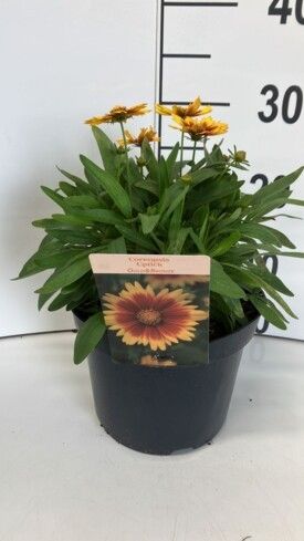 446 DVDS : P19 COREOPSIS UPTICK DIFFERENT COLORS YELLOW-WHITE-CREAM-BICOLOR, D 19